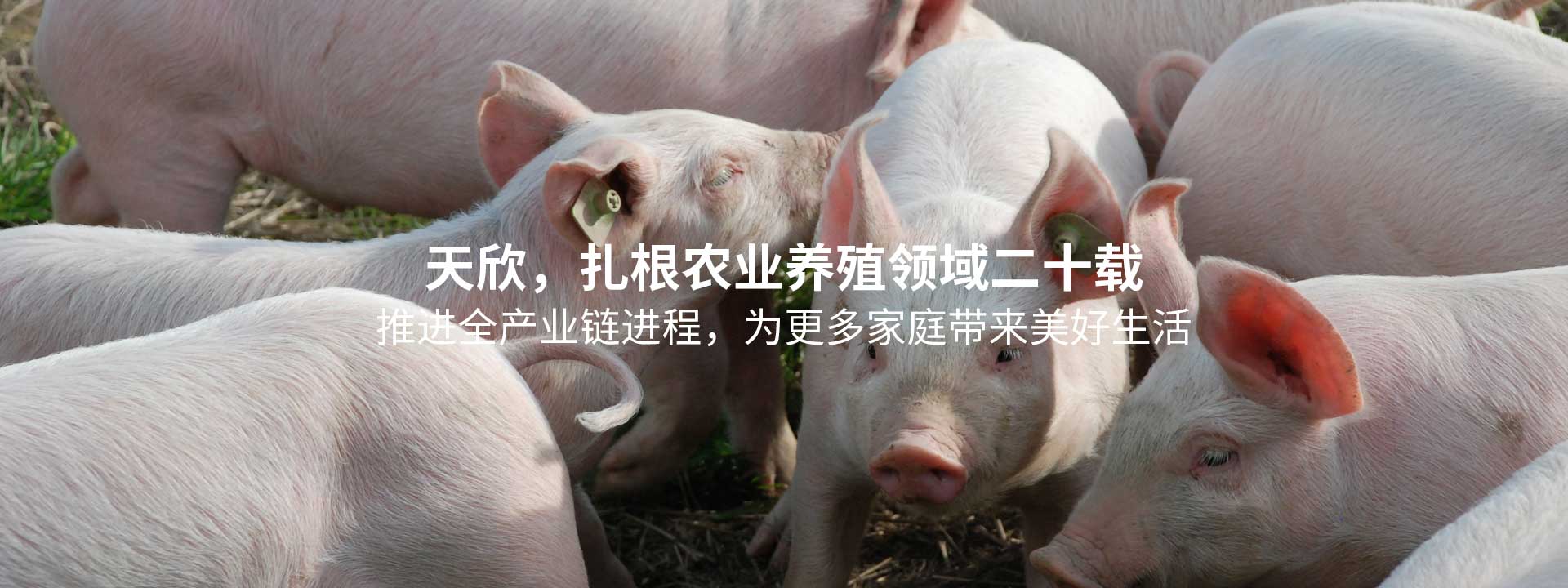 bob天博